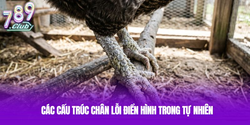 Các cấu trúc chân lỗi điển hình trong tự nhiên Các cấu trúc chân lỗi điển hình trong tự nhiên