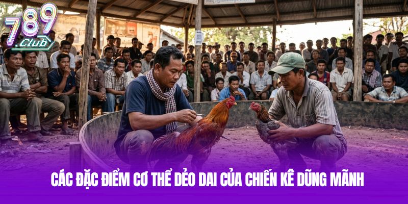 Các đặc điểm cơ thể dẻo dai của chiến kê dũng mãnh Các đặc điểm cơ thể dẻo dai của chiến kê dũng mãnh