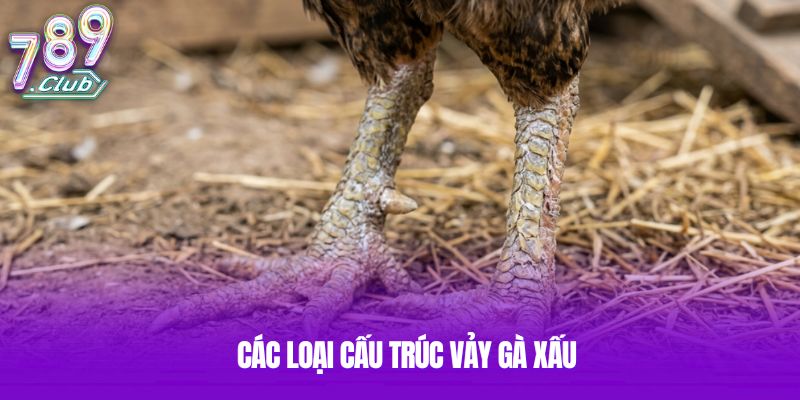 Các loại cấu trúc vảy gà xấu Các loại cấu trúc vảy gà xấu