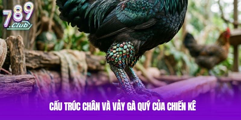 Cấu trúc chân và vảy gà quý của chiến kê Cấu trúc chân và vảy gà quý của chiến kê