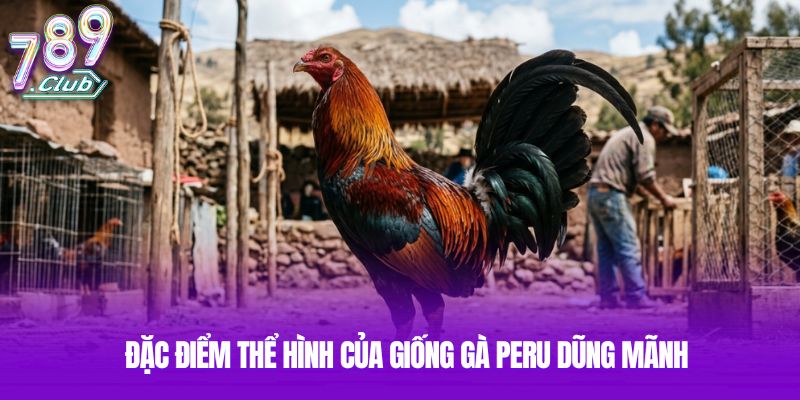 Đặc điểm thể hình của giống gà Peru dũng mãnh Đặc điểm thể hình của giống gà Peru dũng mãnh