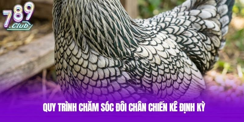 Quy trình chăm sóc đôi chân chiến kê định kỳ Quy trình chăm sóc đôi chân chiến kê định kỳ